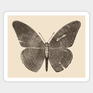 Wood Butterfly by Tobe Fonseca Magnet